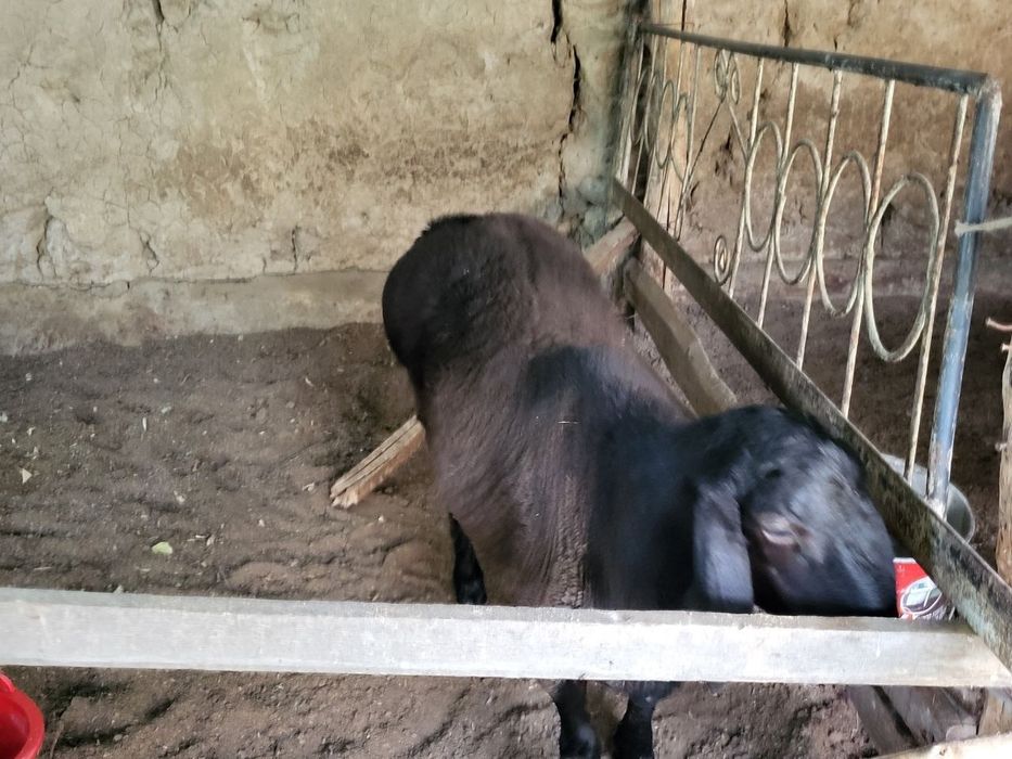 Ona bola sotiladi