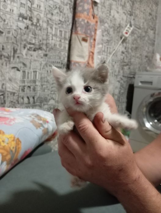 Бесплатно котята