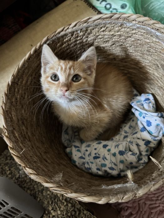 котёнок рыжий.