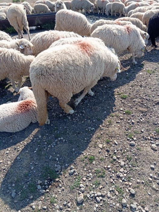 De vânzare oi băle