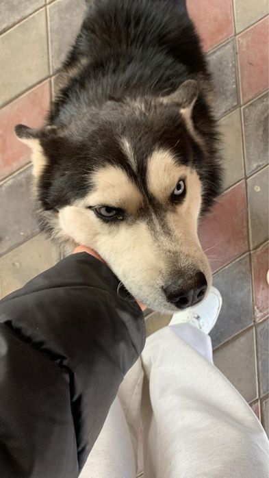 Продается собака порода Хаски