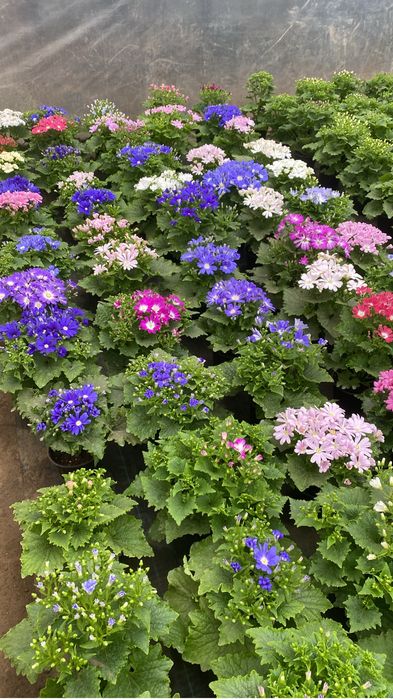 Flori perioada 14-8 februarie