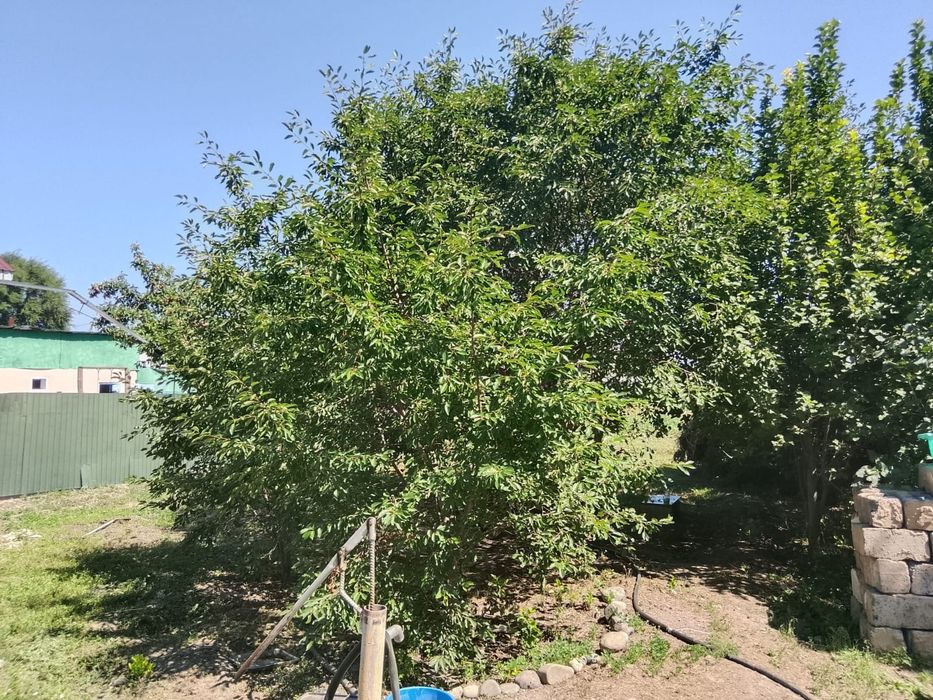 Продам дом Бактыбай