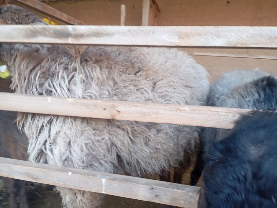 Qoylar sotiladi egzechila