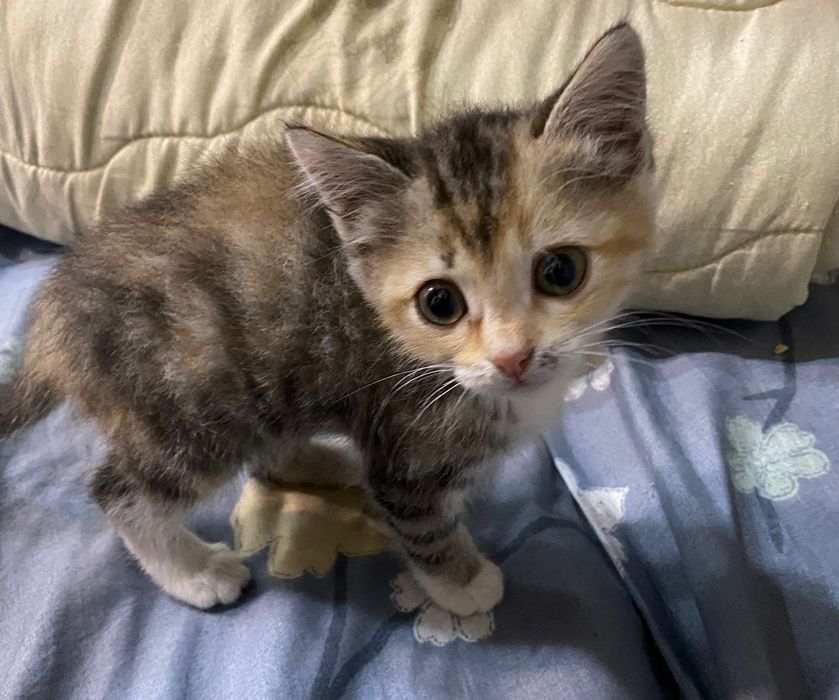 Лучшие Котятки ждут вас