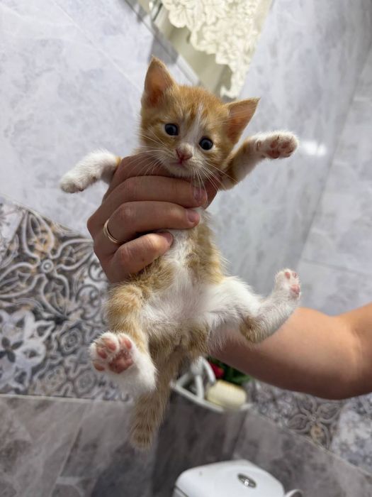 Отдам котят в добрые руки