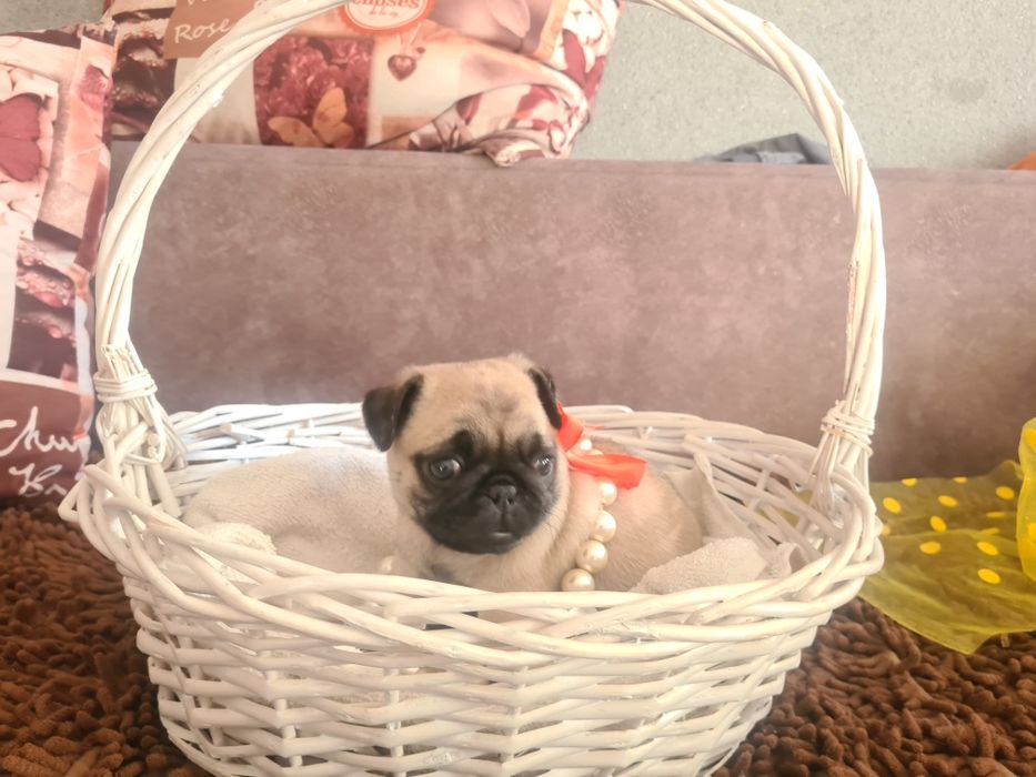 Продам щенков мопса.