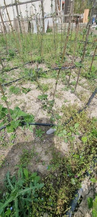 Продаются саженцы повлония