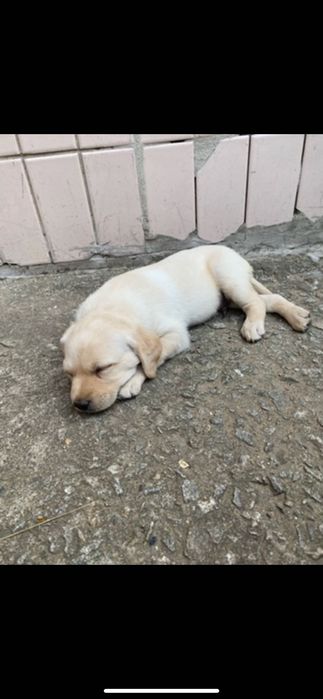 Лабрадор кобель вязка