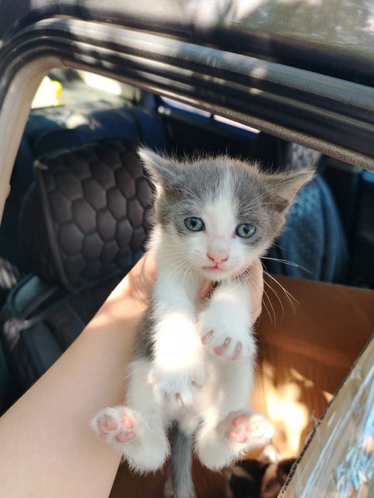 Отдам котят в добрые руки