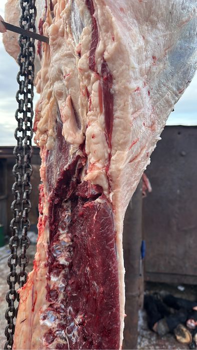 Конина мясо Ет тай Байтал