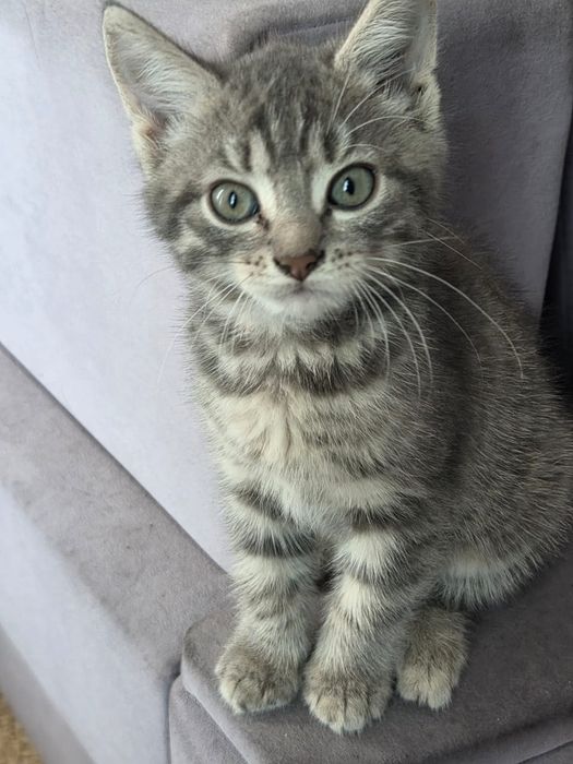 Котята третий месяц
