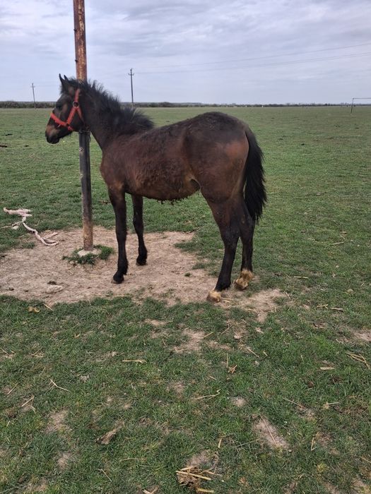 Vând sau schimb manz