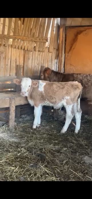 Vând vitel băltat .