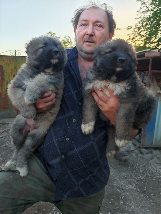 Продавам три женски Кавказки.