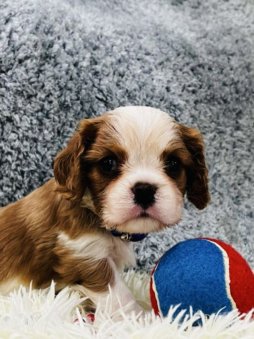 Щеночки кавалер кинг чарльз спаниель