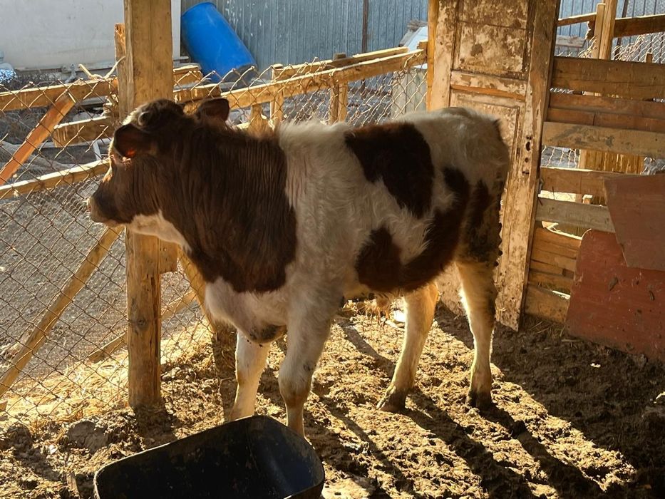 Басбақтар сатылады