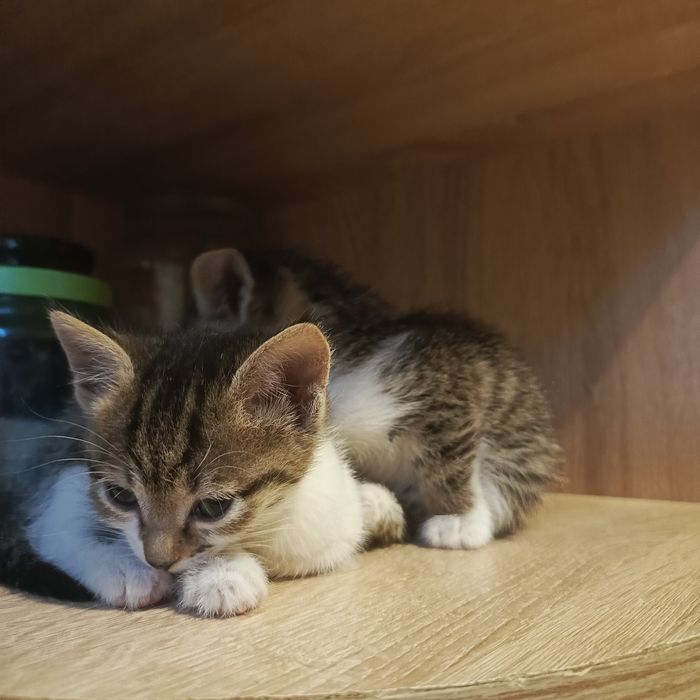 Котята бесплатно