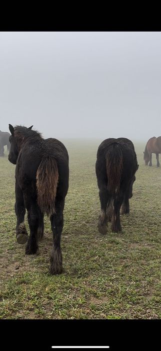 Mânji armăsari de vânzare