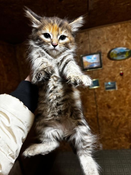 Котёнок метис мейн-кун