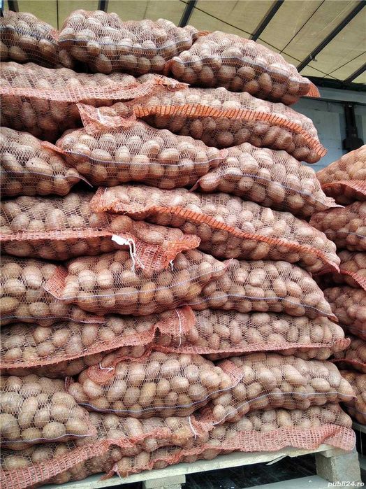 cartofi de samanta Covasna: Riviera, Carera Carrera si Red Lady