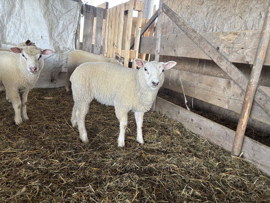 Berbeci TEXEL