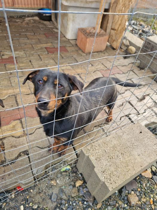 Donez catelusi mascul si femelă