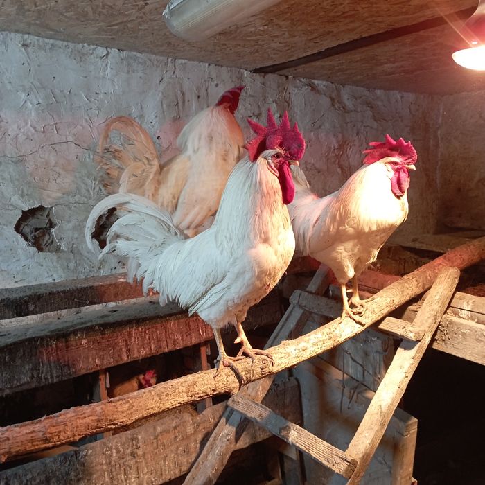 Петухи "Леггорн "