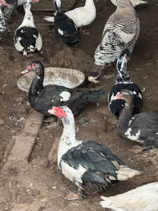 Индюк, индаутка, гоз сотилади срочний уйда бокилган