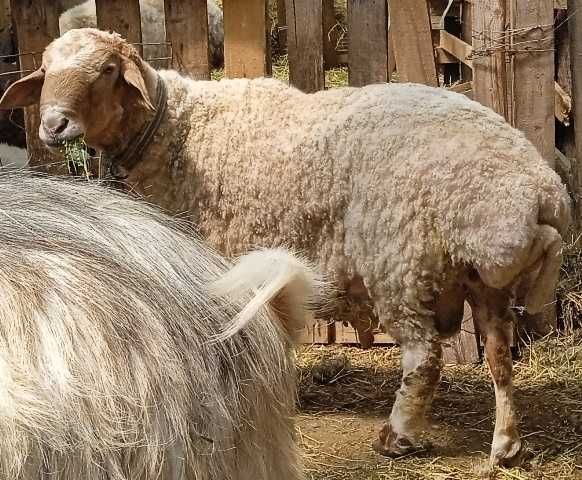 Berbec de rasă Awassi pentru prăsilă