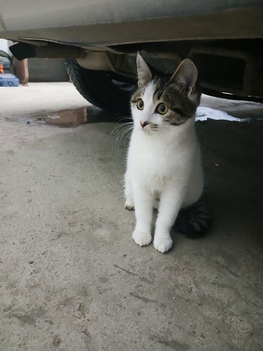 Отдам в добрые руки