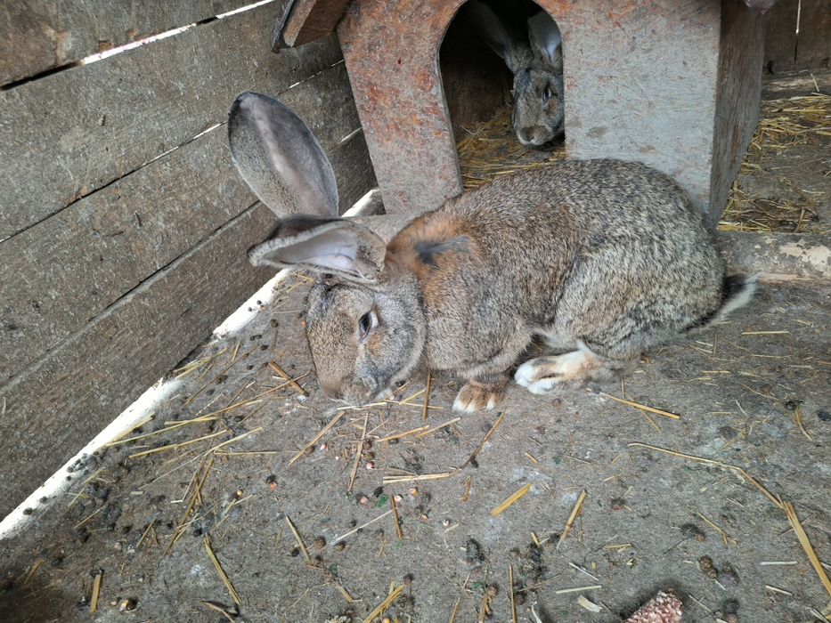 Uriaș german ptr tăiat.