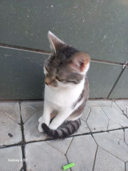 Отдам кота в добрые руки