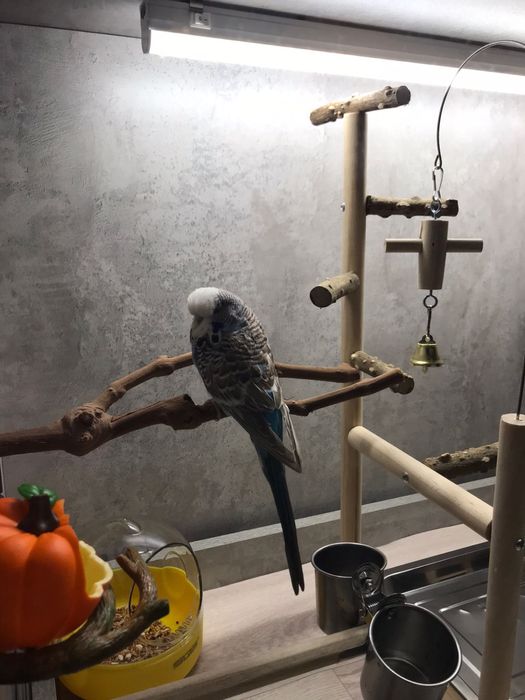 Террариум для попугаев, витрина клетка !