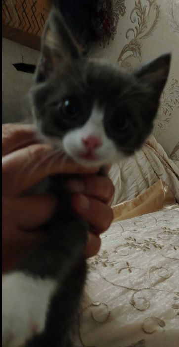 ПОДАРЮ котёнка в хорошие руки