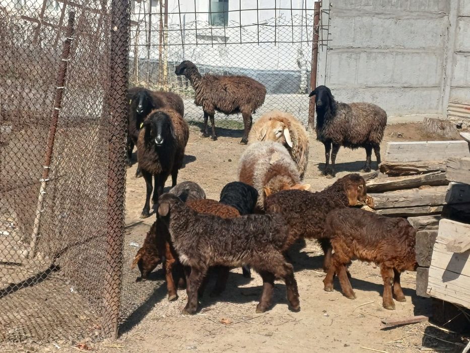 Қозлы қойлар сатылады