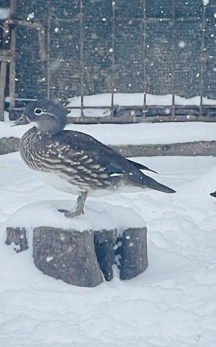 Rațe Mandarine doua perechi disponibile