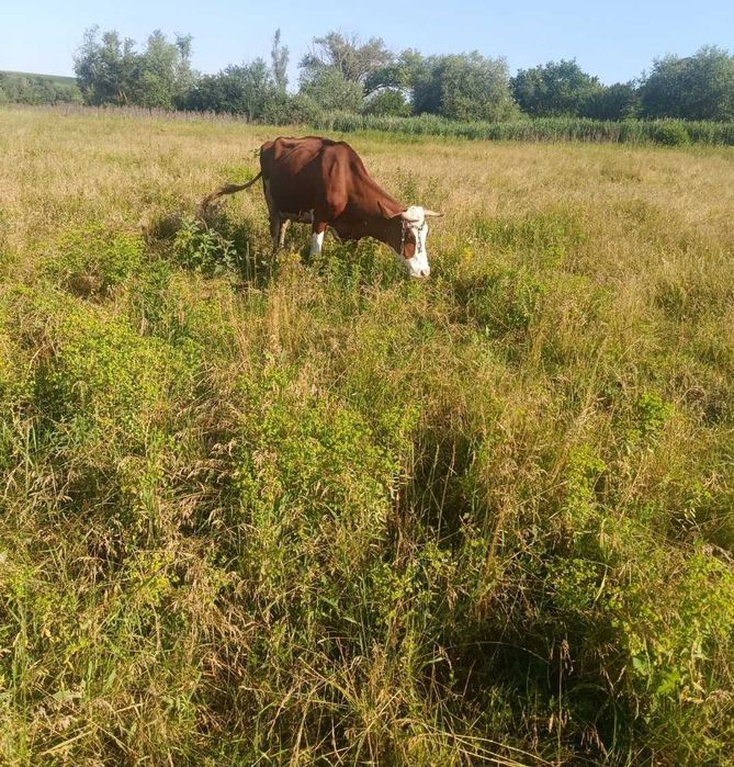 Добрая корова продам