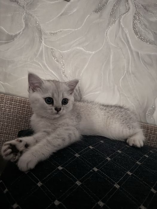 Британец шиншилла