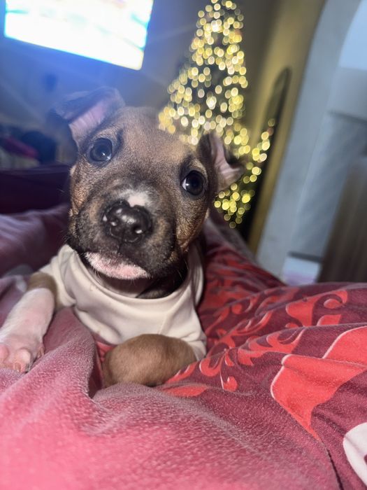 Стаффорд весёлый игривый