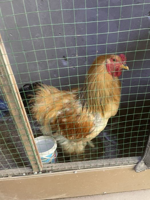 brama palvi va svetli xurozlari sotladi