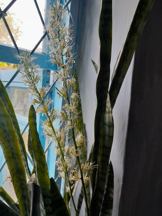 Большой комнатный цветок