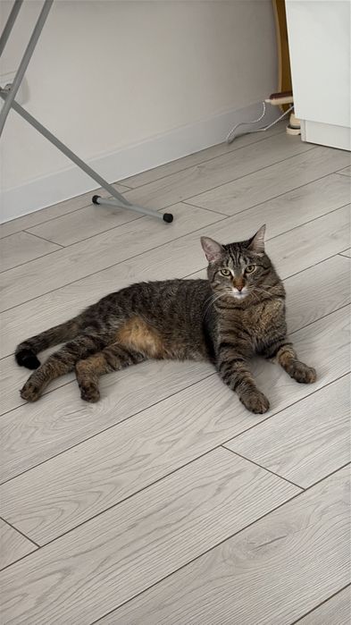 Хороший кот в добрые руки