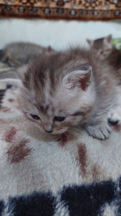 Британские котята.г. Шымкент.