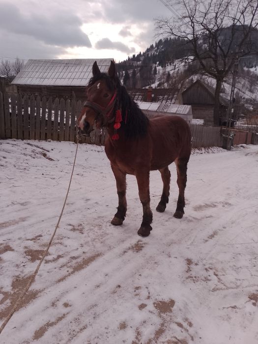 Vând mânz de 2 ani