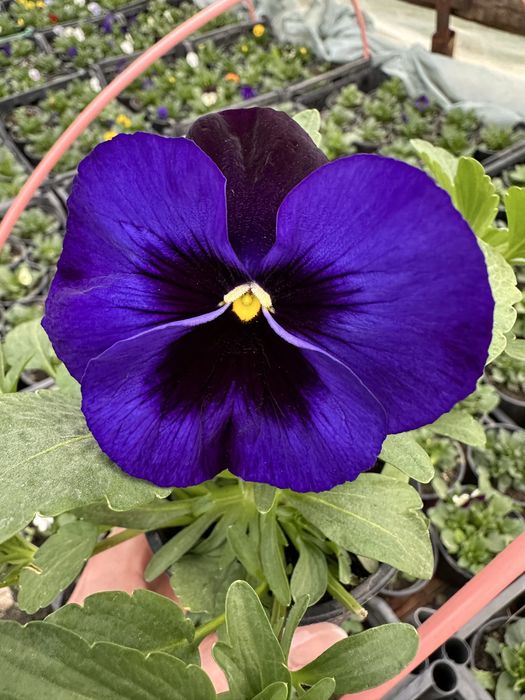 Зюмбюли и теменужки за 8-ми март