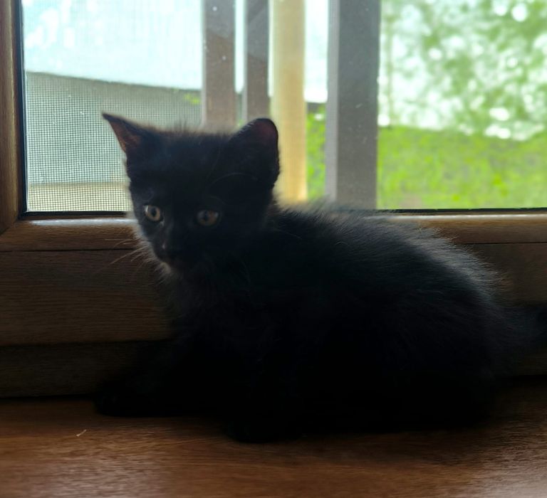 Котенок девочка ищем дом