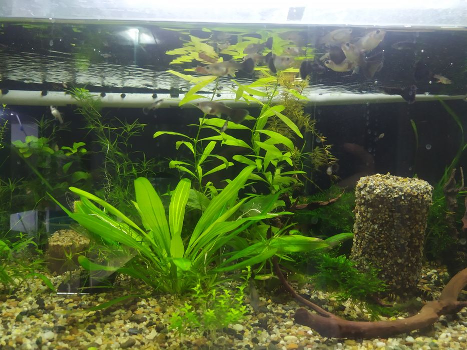 Продам рыбок и растения без со2