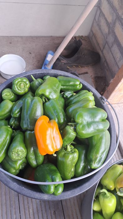 Продам болгарский перец