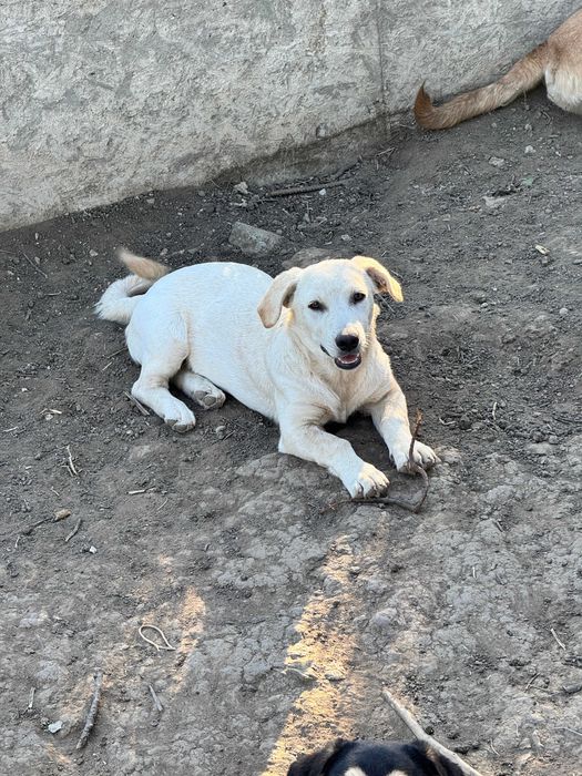 3 Кучета подарявам в чудесно здраве с ваксини кастрирани зона Русе